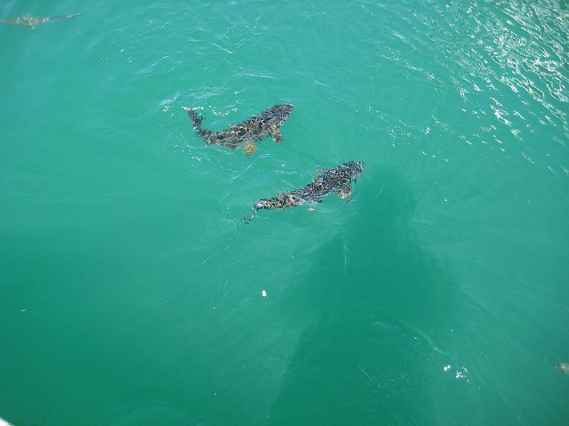 Picture 034